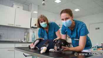 Im Landkreis Hersfeld-Rotenburg droht ein Mangel an Tierärzten - HNA.de