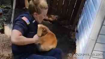 WATCH:  Police officers rescue dog trapped under house