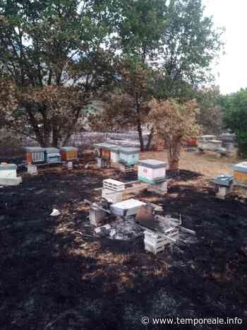 Formia / Emergenza incendi: distrutta postazione d'apicoltura nella zona minturnese di Solacciano [VIDEO] - Temporeale Quotidiano
