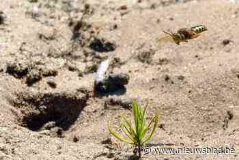 Zeldzame harkwespen duiken weer vaker op