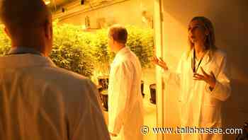 High stakes: Medical marijuana analyst sees consequences for Trulieve after guilty verdict of CEO's spouse - Tallahassee.com