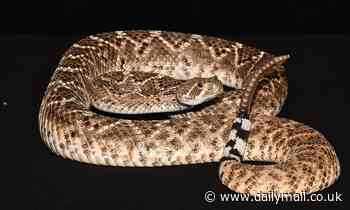 Rattlesnakes use sudden loud rattling to trick humans