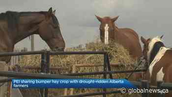 Crop sharing: Atlantic hay is on the way for drought-ridden Alberta