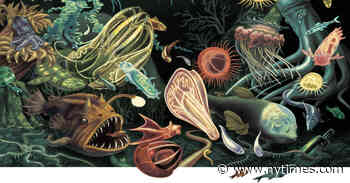 The Wonders That Live at the Very Bottom of the Sea