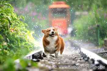 Bauernregel auf dem Prüfstand: Wettermythos Hundstage - Siegen - Siegener Zeitung