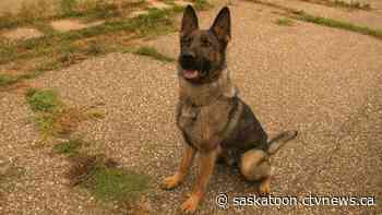 Prince Albert fundraiser to help police dogs find happy retirement