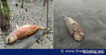 2 dolphins wash ashore in Sitakunda coastal forest, Kuakata beach - The Daily Star