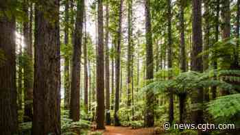 China plans to further improve forest coverage and biodiversity by 2025 - CGTN