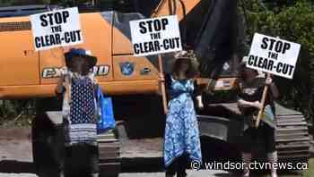 Forest defending 'raging grannies' to rally for tree cutting bylaw - CTV News Windsor