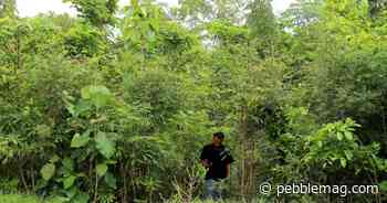 Win A Tiny Forest! - Pebble Magazine