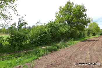 Groen Kasterlee verontwaardigd over verwijdering houtkant: “... (Kasterlee) - Gazet van Antwerpen Mobile - Gazet van Antwerpen