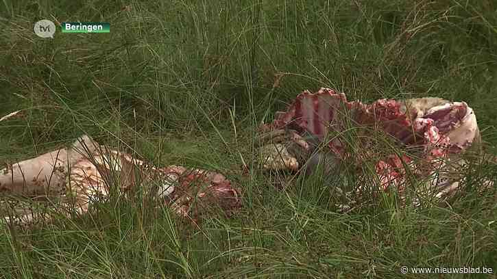 Wolven bijten vier schapen dood in Koersel