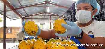 Pitahaya de Palora busca nuevos mercados - Economía - El Telégrafo