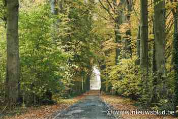 Beuken historische Boechoutse dreef blijven dan toch staan - Het Nieuwsblad