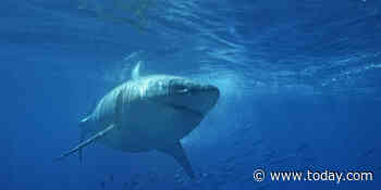 Why experts say a rise in shark sightings is a good thing