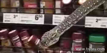 Shopper comes face-to-face with 10-foot python in supermarket spice aisle