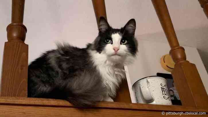 Man Charged After Family’s Cat Found Shot To Death With Pellet Gun In Carrick