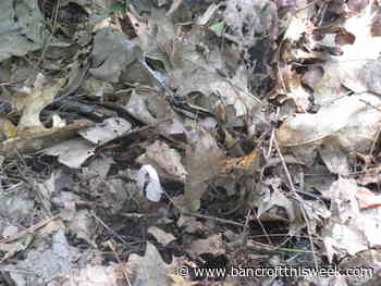Rare plant found on Eagles Nest | Bancroft this Week - Bancroft This Week