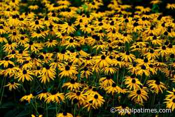 Master Gardener: Preparing Plants for Heat - Sapulpa Times