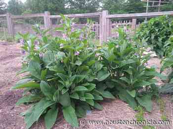 Master Gardener: Comfrey a nutrient-rich versatile plant - Houston Chronicle