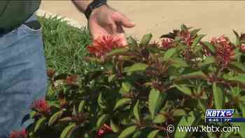 Weekend Gardener: More colorful plants that can take the Texas heat - KBTX