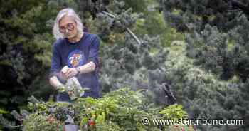 100 hot pepper varieties: Minneapolis gardener and YouTube crooner's front-yard bounty - Minneapolis Star Tribune