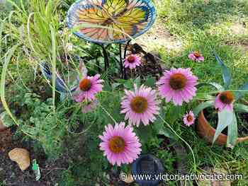 Gardeners' Dirt: Adapting your landscape to meet gardener's changing needs - Victoria Advocate