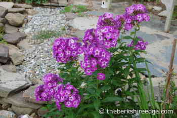 GARDENER'S CHECKLIST; Week of August 12, 2021 - theberkshireedge.com