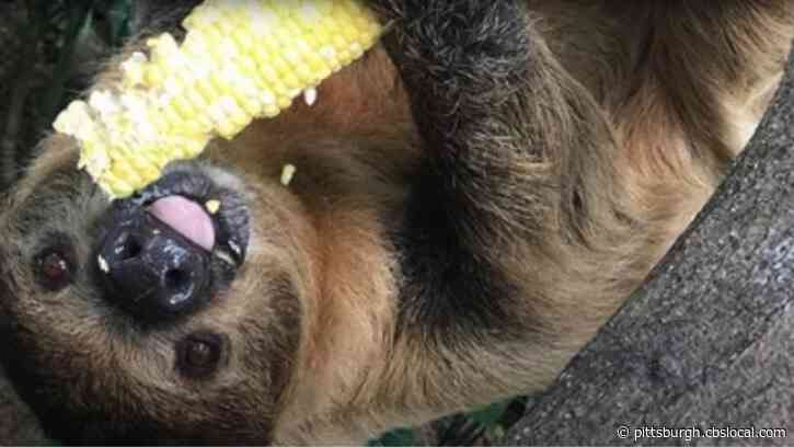 WATCH: National Aviary’s Sloths Celebrate Birthdays With Special Snacks