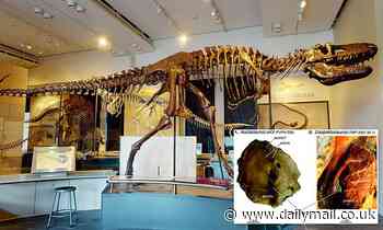 New species of Tyrannosaur could have been hiding in plain sight