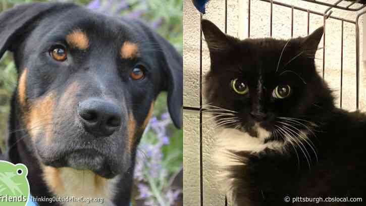 Furry Tails: Davenport And Sivva Are Waiting For Forever Homes