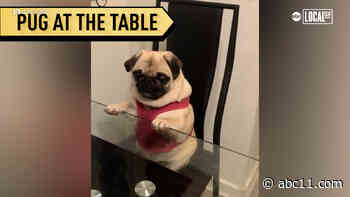 Pug joins her family at the dinner table