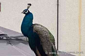 Appeal launched to trace owner of peacock spotted in Birmingham street - Dudley News