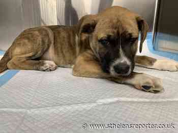 Decade-long animal ban for St Helens man who threw puppy to the ground - St Helens Reporter