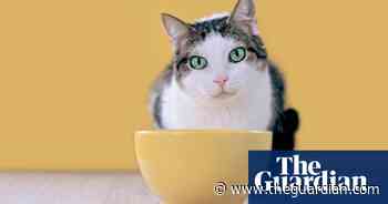 Tim Dowling: the pet food system is broken, and the cat blames me - The Guardian