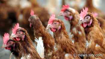 Food industry supply chain chaos result of Brexit, British poultry association says - Sky News