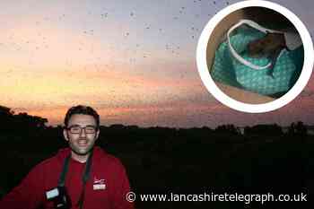 Expert reveals what to do if you find an injured bat in Lancashire
