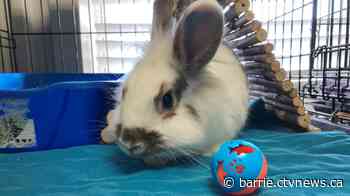 Alliston humane society deals with influx of rabbit surrenders - CTV Toronto