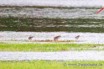 Störche im Vogtland ohne Nachwuchs - Freie Presse