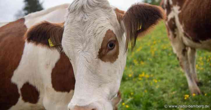 Datenbank zur Tiergesundheit soll Ende 2021 starten