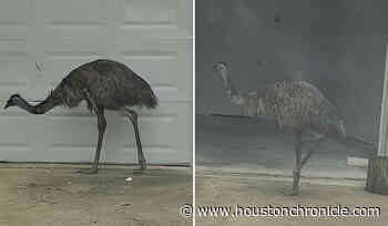 An emu is roaming a small town near Houston, caught on video in a woman's garage - Houston Chronicle