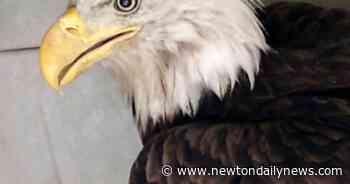 Jasper County sheriff's deputies rescue bald eagle – Newton Daily News - Newton Daily News