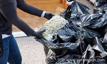 3 Markham residents charged after police seize illegal cannabis with street value of $37 million - yorkregion.com