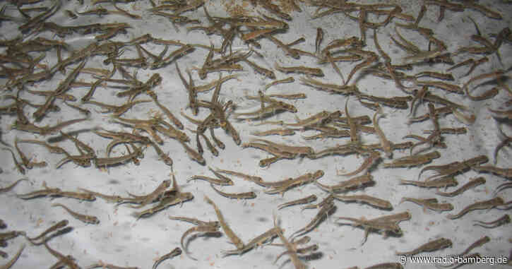 Tag des Fisches: Bezirk Oberfranken macht auf Bemühungen zum Artenschutz aufmerksam