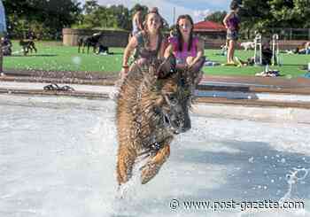 Labor Day dog swims and a greyhound reunion