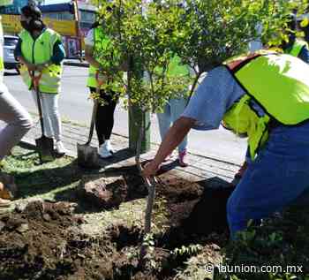 Programa de reforestación urbana 2021 avanza con éxito en Cuernavaca - Unión de Morelos