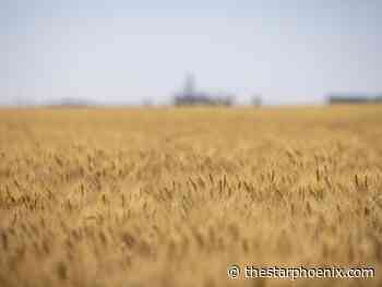 'A different mindset': Sask. farmers look to the future after months of drought