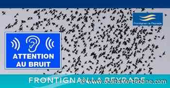 Frontignan - Lancement d'une campagne d'effarouchement des étourneaux - OCCITANIE tribune