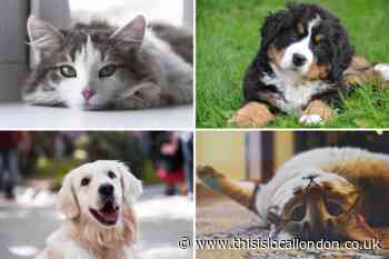 Calls for UK firms to give employees paid leave when their pet dies