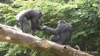 These great apes share salutations — just like humans